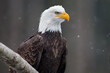 Eagle Portrait 3