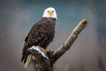 eagle portrait 4