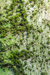 Moss on a tree trunk