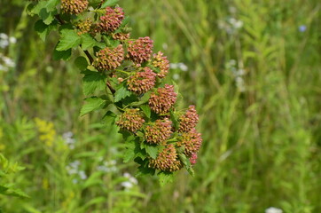 Sticker - Puzyreplodnik Kalinolistny Physocarpus Opulifolius