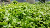Fototapeta Kuchnia - Grow, planting and cuttins crops