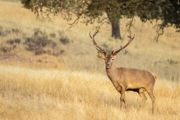 Poster - Beautiful deer with horns in a dry grass field