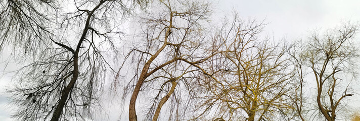 Canvas Print - Leafless trees on a riverbank