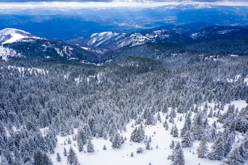 Wall Mural - Panorama of the ski resort Kopaonik in Serbia. Kopaonik National Park, winter landscape in the mountains, coniferous forest covered with snow