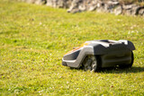 Fototapeta Desenie - autonomiczna kosiarka jeżdząca po trawniku