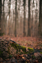Tree Stump With Moss And Brown Bracket Fungus In The Forest