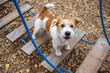 Agility lesson. Dog training town. Wirehaired Jack Russell Terrier puppy sits on the step of a hanging rope ladder