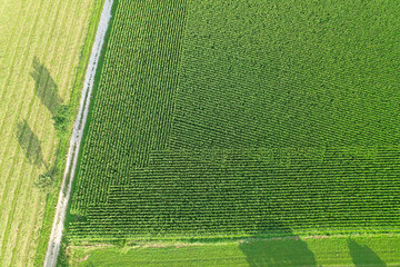 Canvas Print - Aerial view of a cultivated corn field