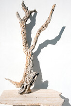 Cholla Cactus Skeleton Photographed On White Background With A Strong Shadow. 