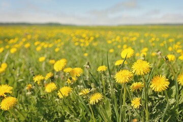 Wall Mural - Green field, blooming yellow dandelion flowers on a clear sunny day. Idyllic summer rural scene. Nature, botany, environment, ecology, agriculture, alternative medicine. Symbol of peace and joy