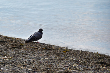 Poster - View of a tiny black bird standing on the ground ner the water on a gloomy day