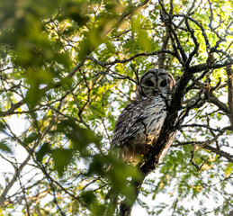 Poster - Shallow focus of an owl perched on tree branches