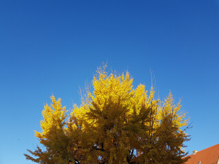 Poster - Yellow tree on a sunny morning