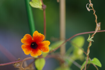 Canvas Print - Close-up of a single orange Thunbergia alata Bojer ex Sims ( Black-eyed Susanne )