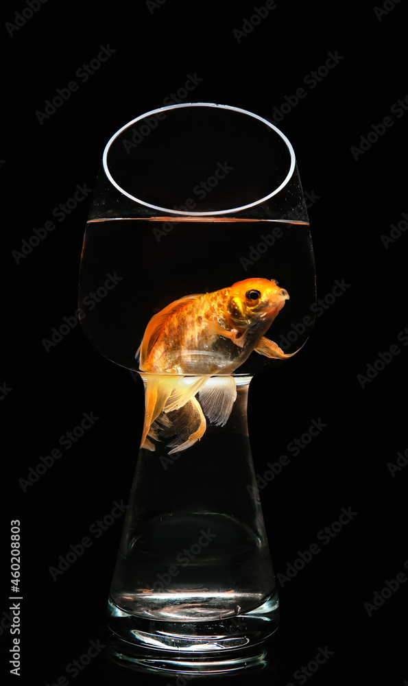 Beautiful gold fish in glass on black background
