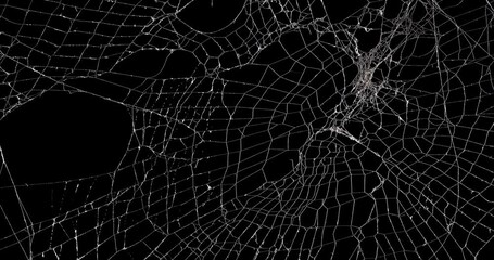 Wall Mural - panning across a real spooky spider web. halloween spiderweb background.