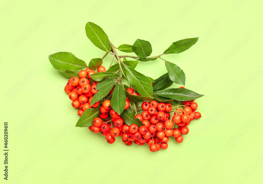 Bunch of ripe rowan on green background
