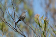 © David Jeffrey Ringer - Coastal California Gnatcatcher (Polioptila californica californica), a threatened species of songbird, perches on a twig near the Tijuana River in San Diego County, California