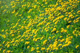 Fototapeta Kosmos - Field of yellow dandelions. Taraxacum officinale, the common dandelion