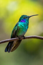 Beautiful Green Violet Ear Hummingbird