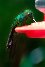 Green Crowned Brilliant Hummingbird Costa Rica