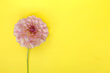 Dahlia Pink Flower On Yellow Background.