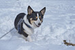雪の中の散歩で笑顔を見せる黒いコーギー犬