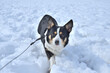 雪深い冬に散歩する黒いコーギー犬