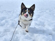 雪の中で舌なめずりしながら走ってく黒いコーギー犬