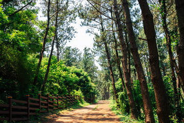 Sticker - Songaksan Mountain green forest road in Jeju Island, Korea