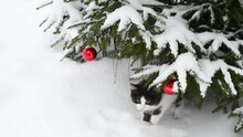 Cute Fluffy Kitten Cat Playing In The Snow Under The Christmas Tree With Winter Decorations. High Quality 4k Footage