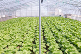 Fototapeta  - Green fresh organic salad growing in the greenhouse