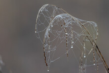 Dewy Spider Web Between Grasses