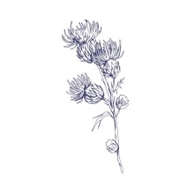 Outlined Milk Thistle Flowers. Botanical Etching Of Wild Cirsium. Detailed Sketch Of Field Floral Plant. Vintage Drawing Of Herb With Thorns. Handdrawn Vector Illustration Isolated On White Background