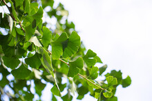 Ginkgo Biloba Green Leaves On A Tree. Ginkgo Biloba Tree Leaves On  Sky.
