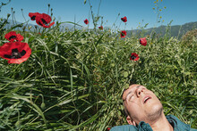 Man Is Sleeping Deeply In A Field Of Wild Plants With Red Flowers Of Papaver Somniferum Poppies. These Are Well-known Sources Of Opiates And Symbols Of Dreams