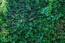 Leafy Green Texture. Virginia Creeper Or Parthenocissus Quinquefolia Engelmannii Natural Floral Pattern