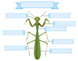 External Anatomy of a mantis worksheet