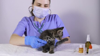 Wall Mural - The veterinarian examines the heart and lungs of the kitten with a stethoscope. Veterinary clinic, treatment and prevention of diseases in cats and pets.