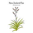 New Zealand flax Phormium tenax , medicinal plant