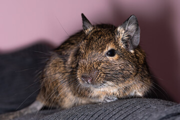 Wall Mural - Little cute gray mouse Degu close-up. Exotic animal for domestic life. The common degu is a small hystricomorpha rodent endemic from Chile.