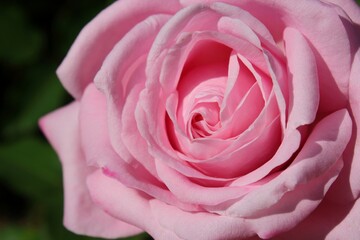 pink rose close up