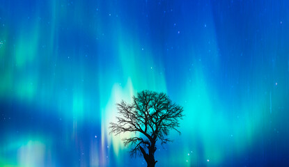 Poster - Beautiful landscape with lone tree, 
Aurora Borealis in the background 