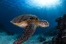 Swimming Sea Turtle In The Ocean, Photo Taken Under Water At The Great Barrier Reef, Cairns, Queensland Australia