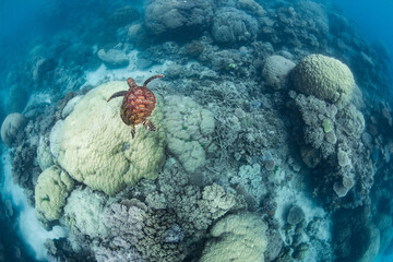 Wall Mural - Swimming sea turtle in the ocean, photo taken under water at the Great Barrier Reef, Cairns, Queensland Australia