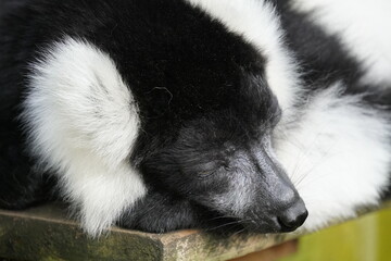 Wall Mural - Black and white ruffed lemur