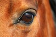 close up of an eye from a brown quarter horse