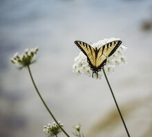 Close Up Of Swallowtail Butterfly On A Queen Anne's Lace Flower.