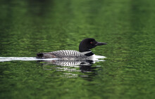 Close Up Of A Common Loon Bird Swimming On A Calm Lake In Canada.