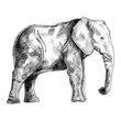 Elephant isolated on white background. Sketch graphic big animal savanna in engraving style.
